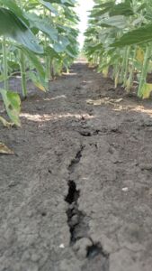 Dry soil with holes in sunflower field