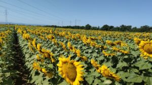 Sunflower field in bloom