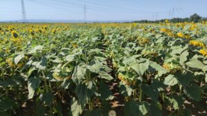 Sunflower field 