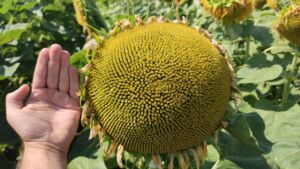 Sunflower head size compared to human palm